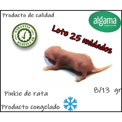 Lote 25 unidades de pinky de rata 